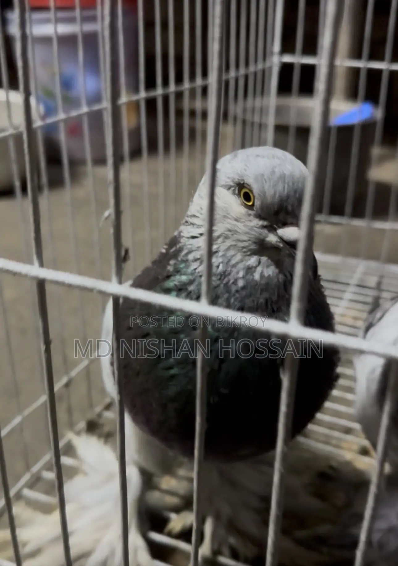 Pigeon for Sale One Master Pair