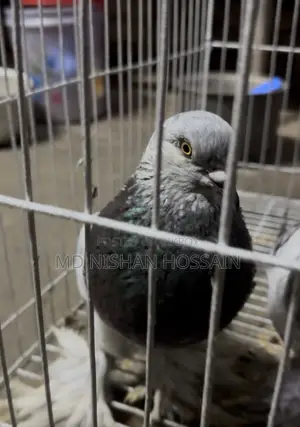 Pigeon for Sale One Master Pair