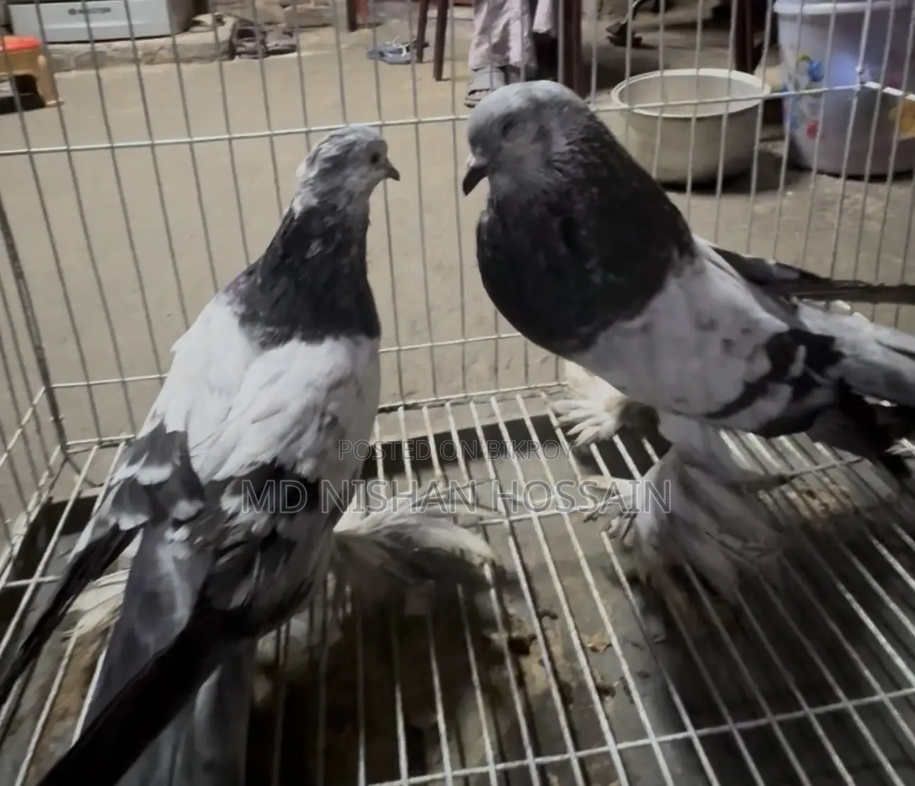 Pigeon for Sale One Master Pair