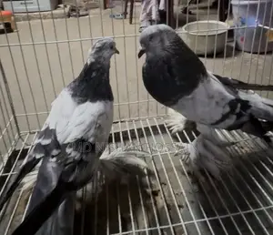 Pigeon for Sale One Master Pair