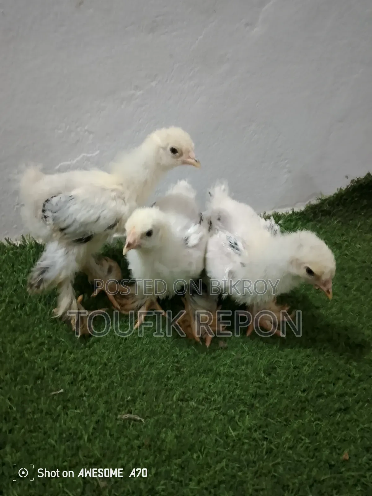 Brahma, Turkish Sultan, Silkie chicks for sale