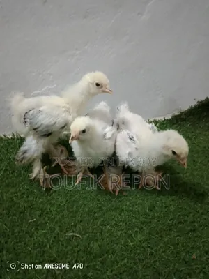 Brahma, Turkish Sultan, Silkie chicks for sale