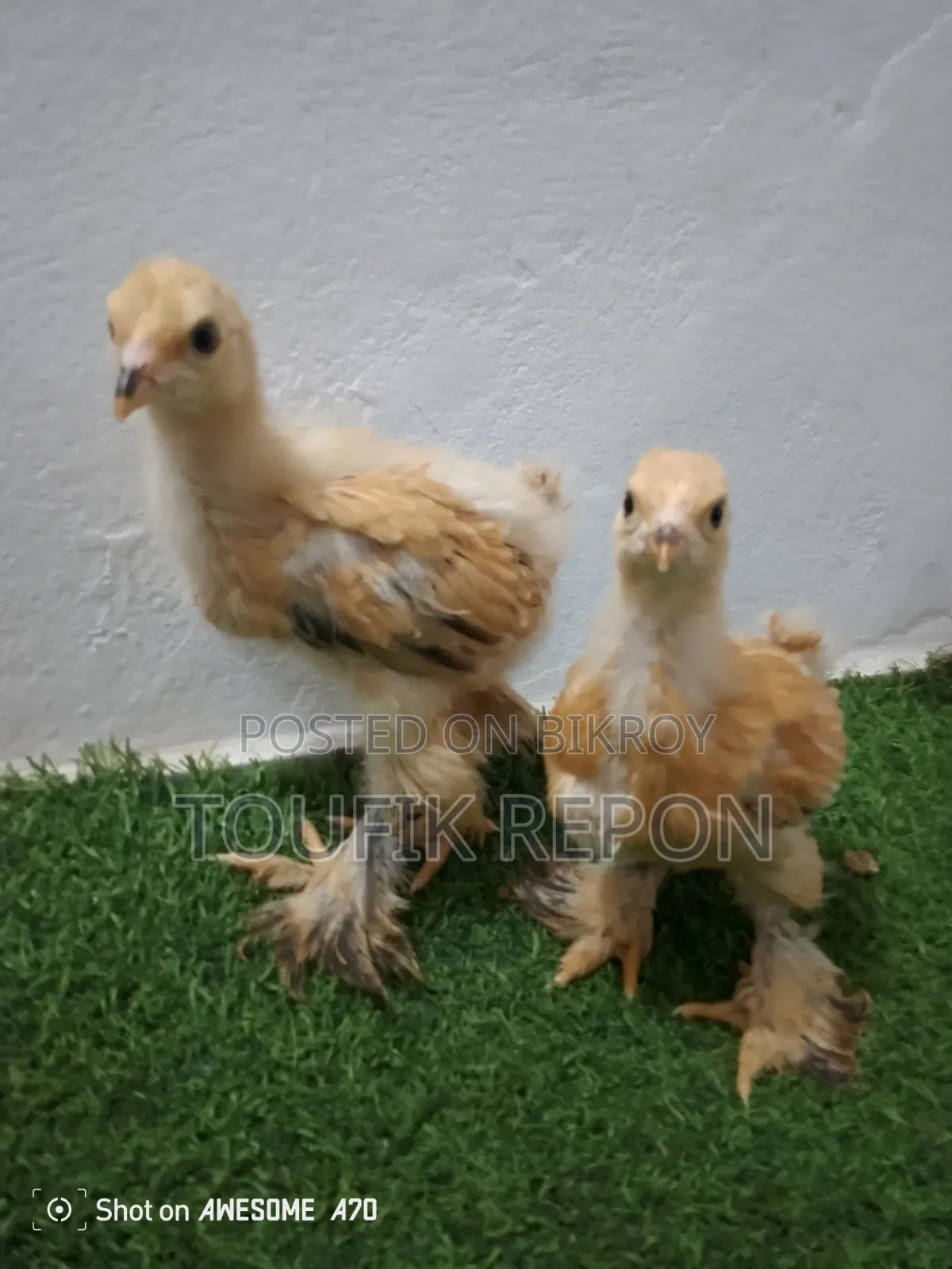 Brahma, Turkish Sultan, Silkie chicks for sale