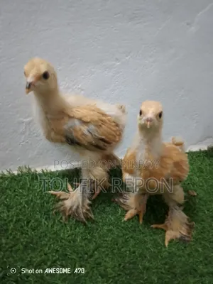 Brahma, Turkish Sultan, Silkie chicks for sale