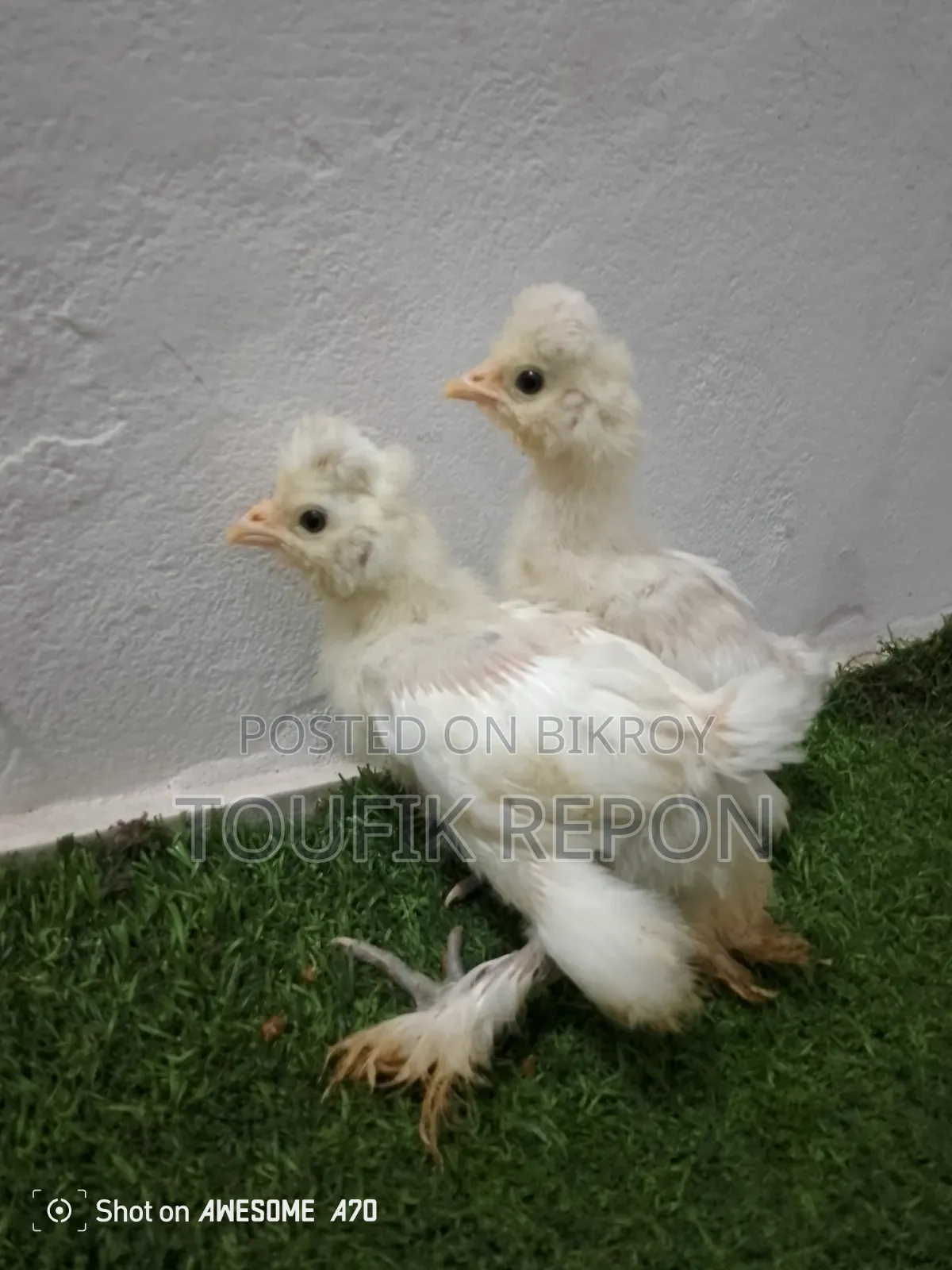 Brahma, Turkish Sultan, Silkie chicks for sale