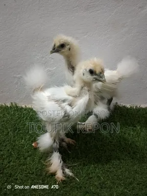 Brahma, Turkish Sultan, Silkie chicks for sale