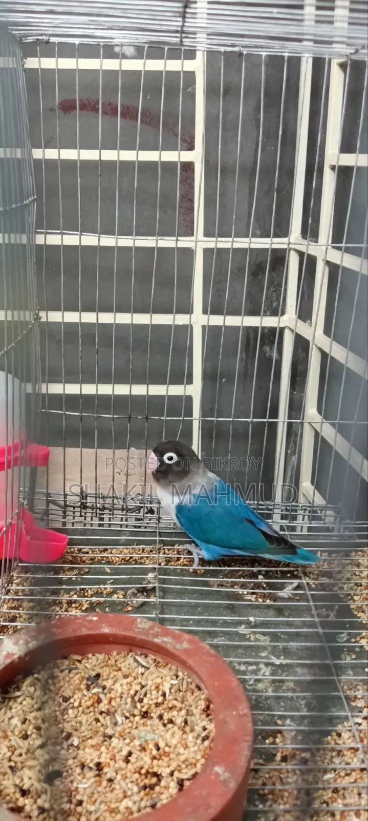 Blue Fischer Love Bird Urgently For Sale