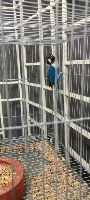 Blue Fischer Love Bird Urgently For Sale