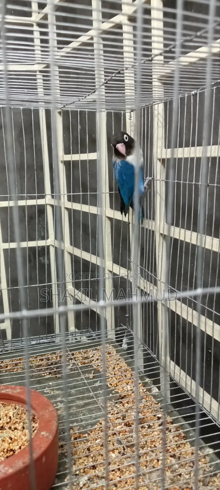 Blue Fischer Love Bird Urgently For Sale
