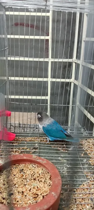 Blue Fischer Love Bird Urgently For Sale