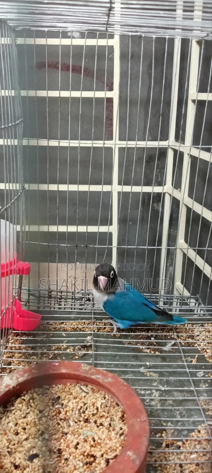 Blue Fischer Love Bird Urgently For Sale