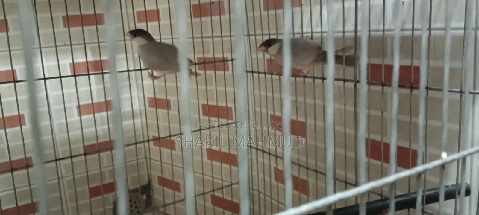 Urgent pair of birds for sale