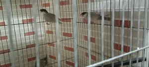 Urgent pair of birds for sale