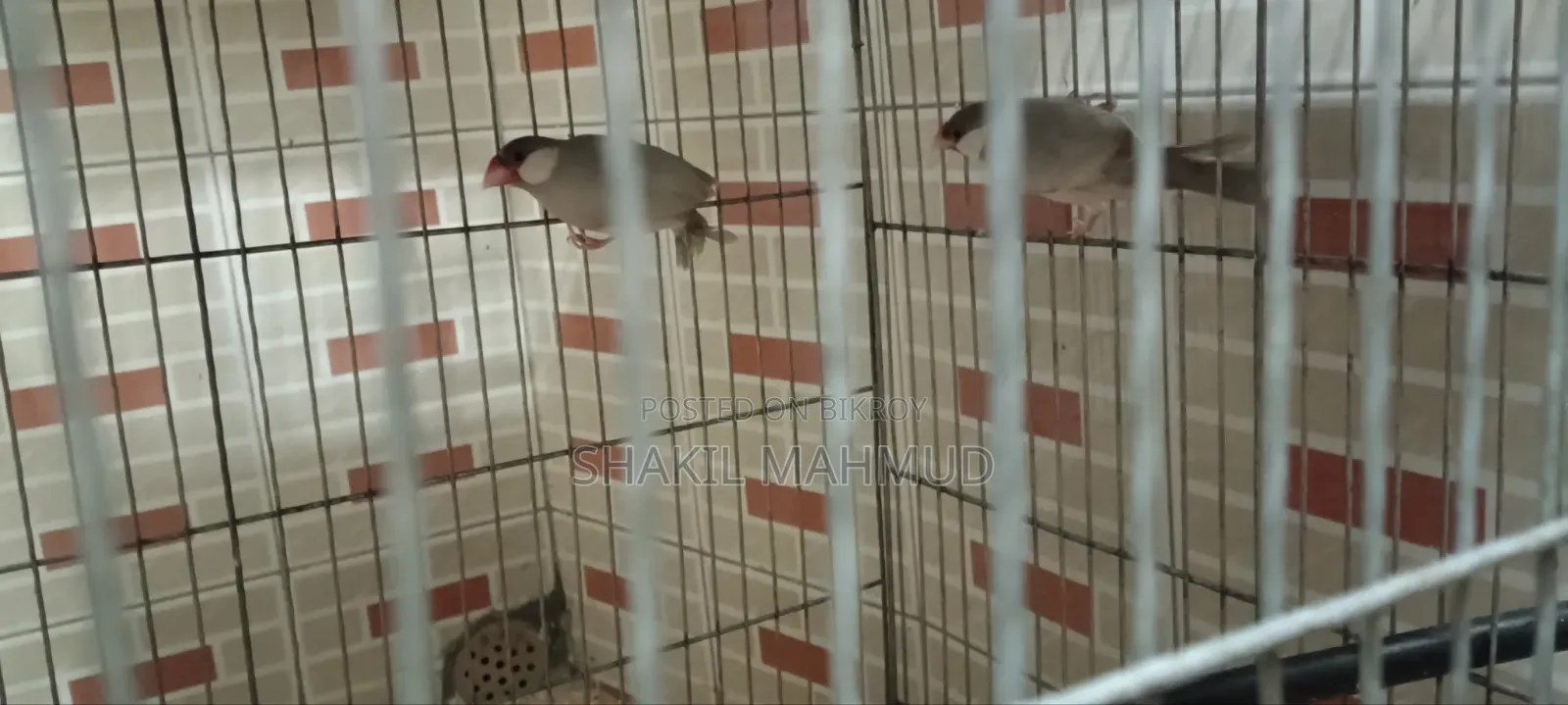 Urgent pair of birds for sale