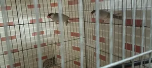Urgent pair of birds for sale