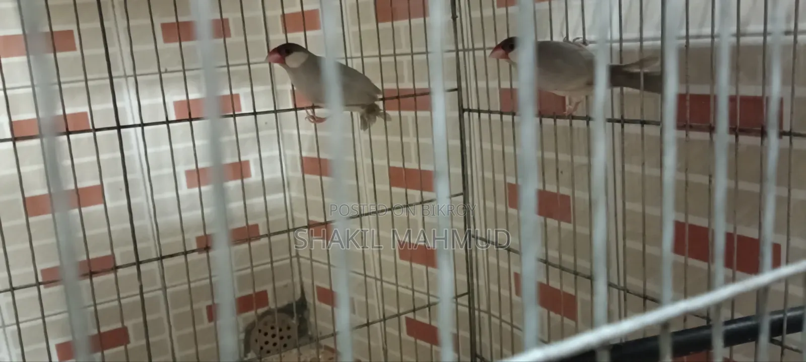 Urgent pair of birds for sale