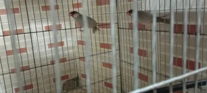 Urgent pair of birds for sale