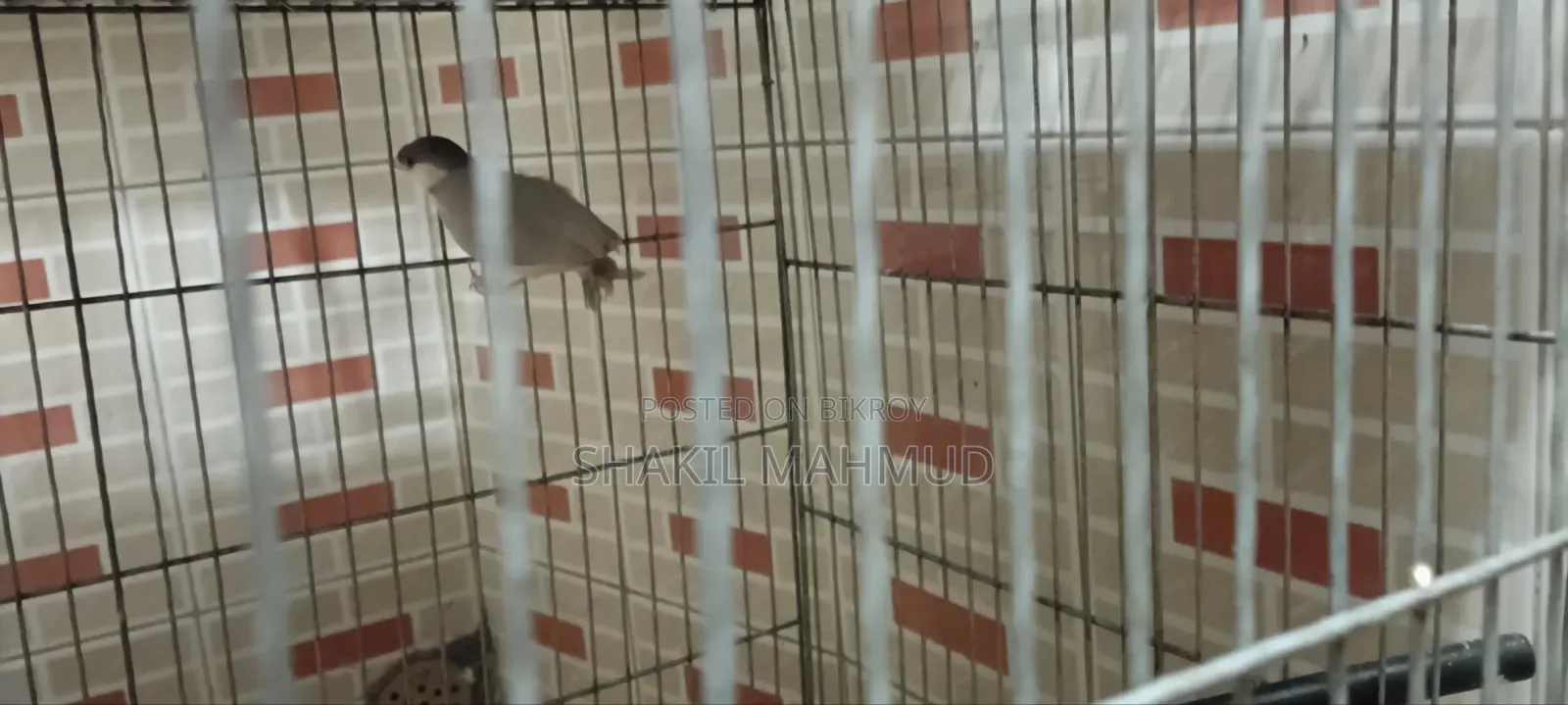 Urgent pair of birds for sale