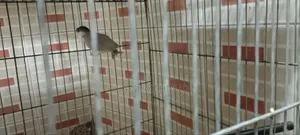 Urgent pair of birds for sale