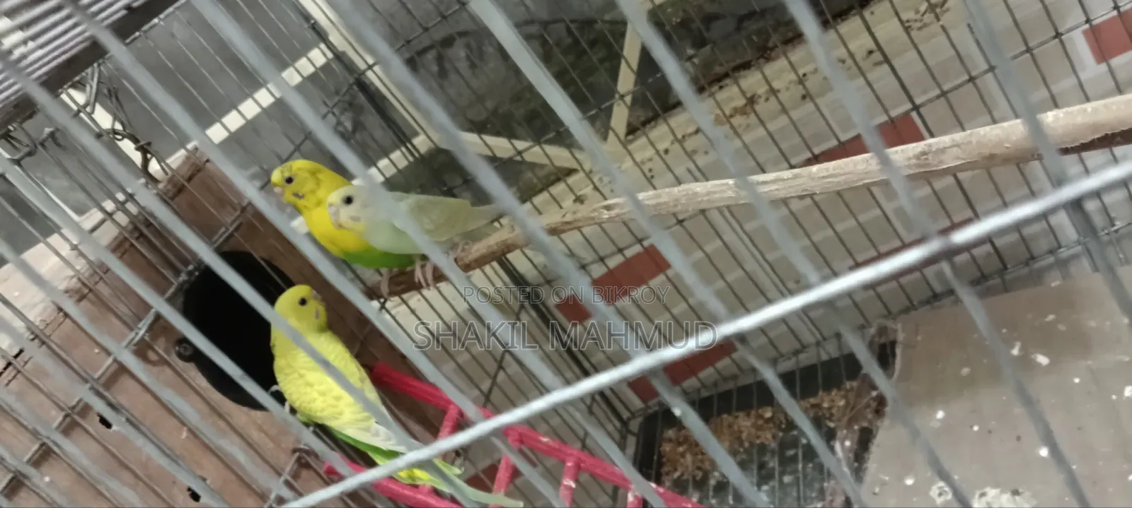 Three budgie birds for urgent sale