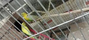 Three budgie birds for urgent sale