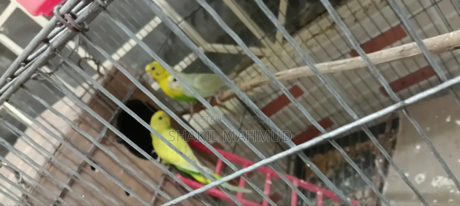 Three budgie birds for urgent sale
