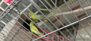 Three budgie birds for urgent sale