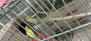Three budgie birds for urgent sale
