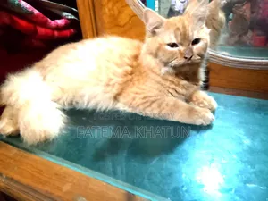 3-6 months Male Purebred Persian