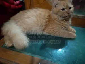 3-6 months Male Purebred Persian