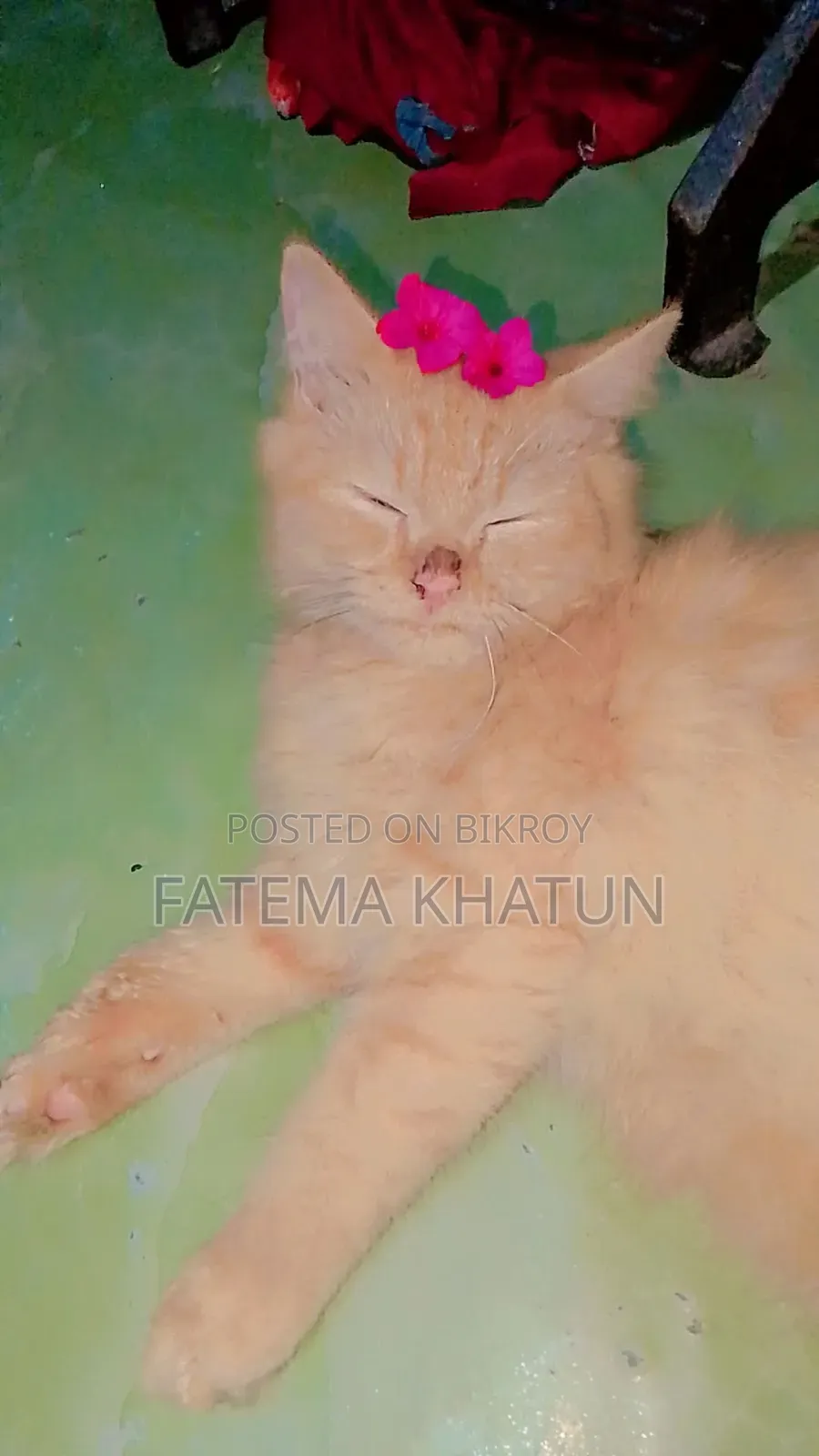 3-6 months Male Purebred Persian