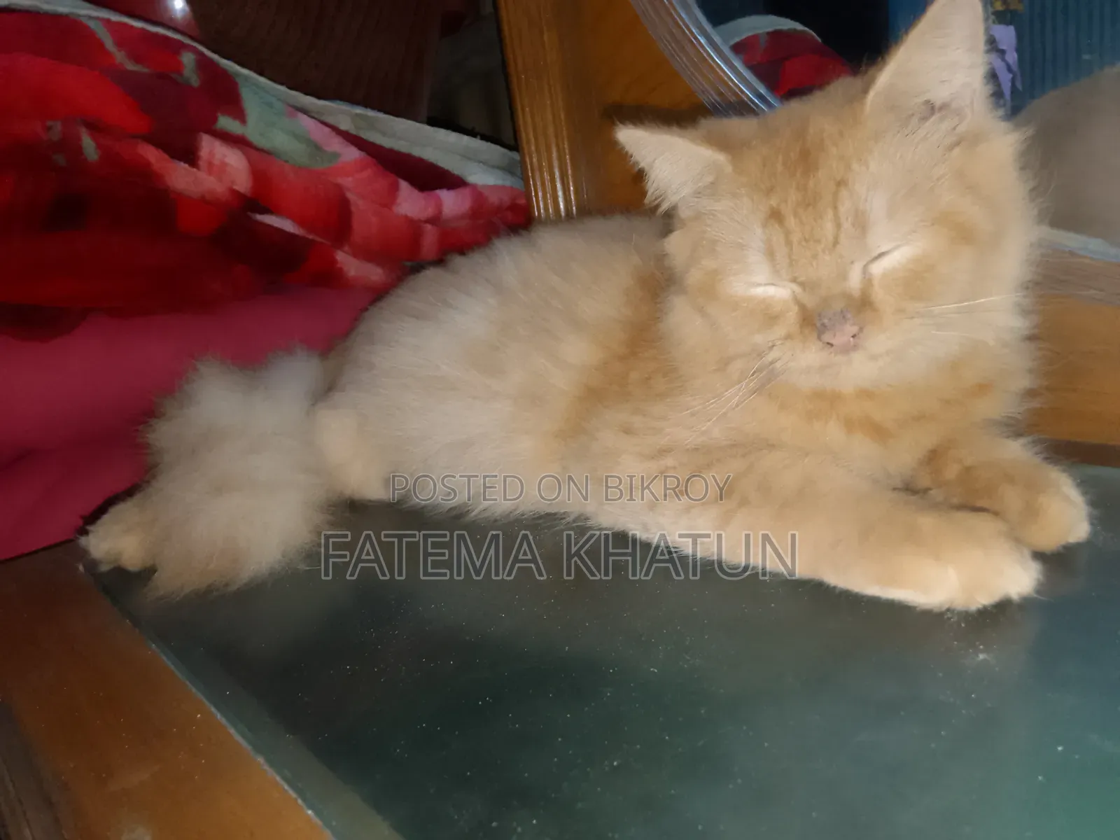 3-6 months Male Purebred Persian