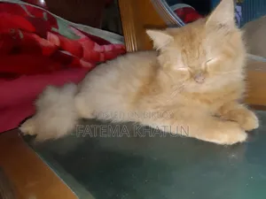 3-6 months Male Purebred Persian