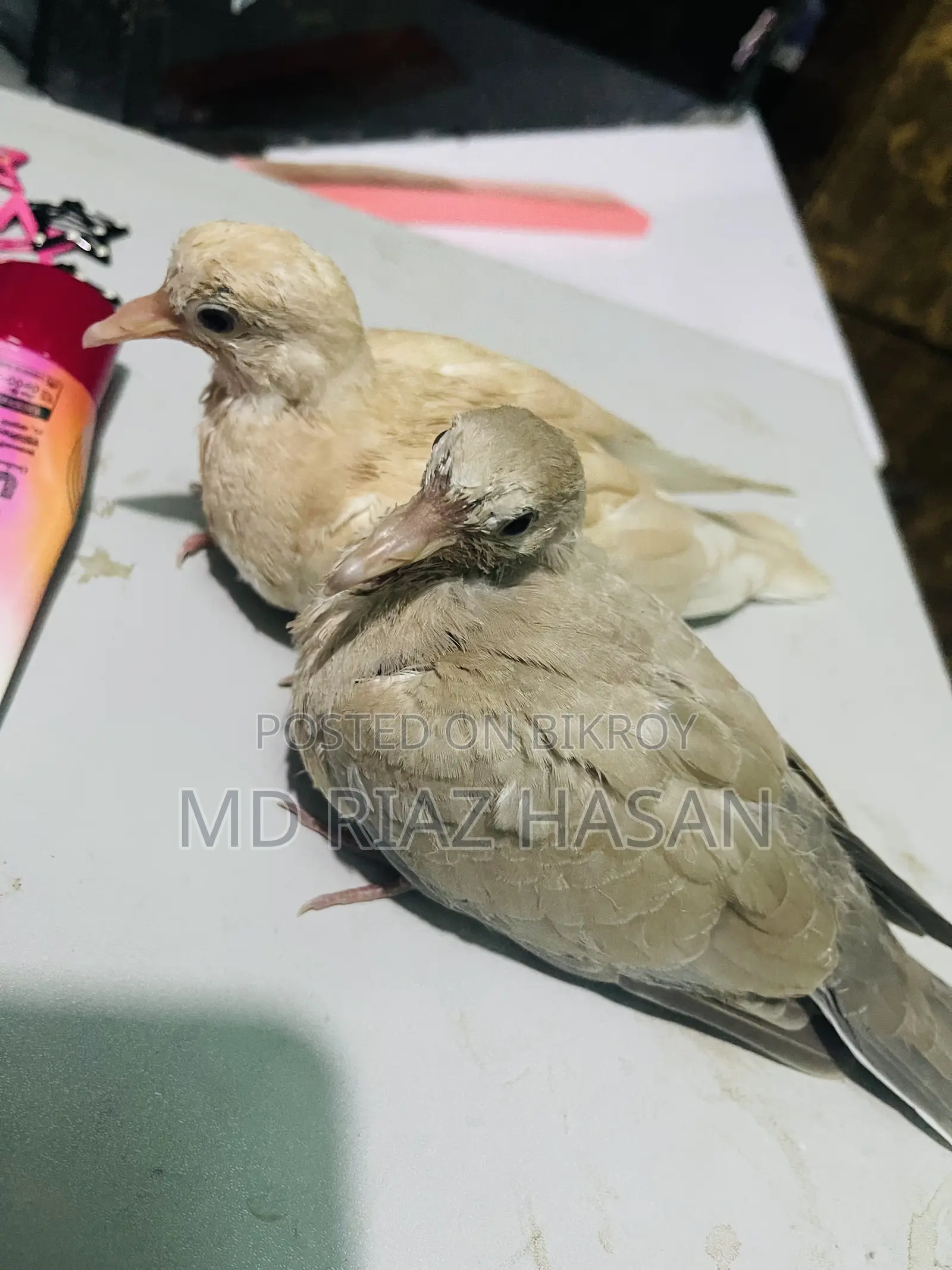 Australian Dove Baby