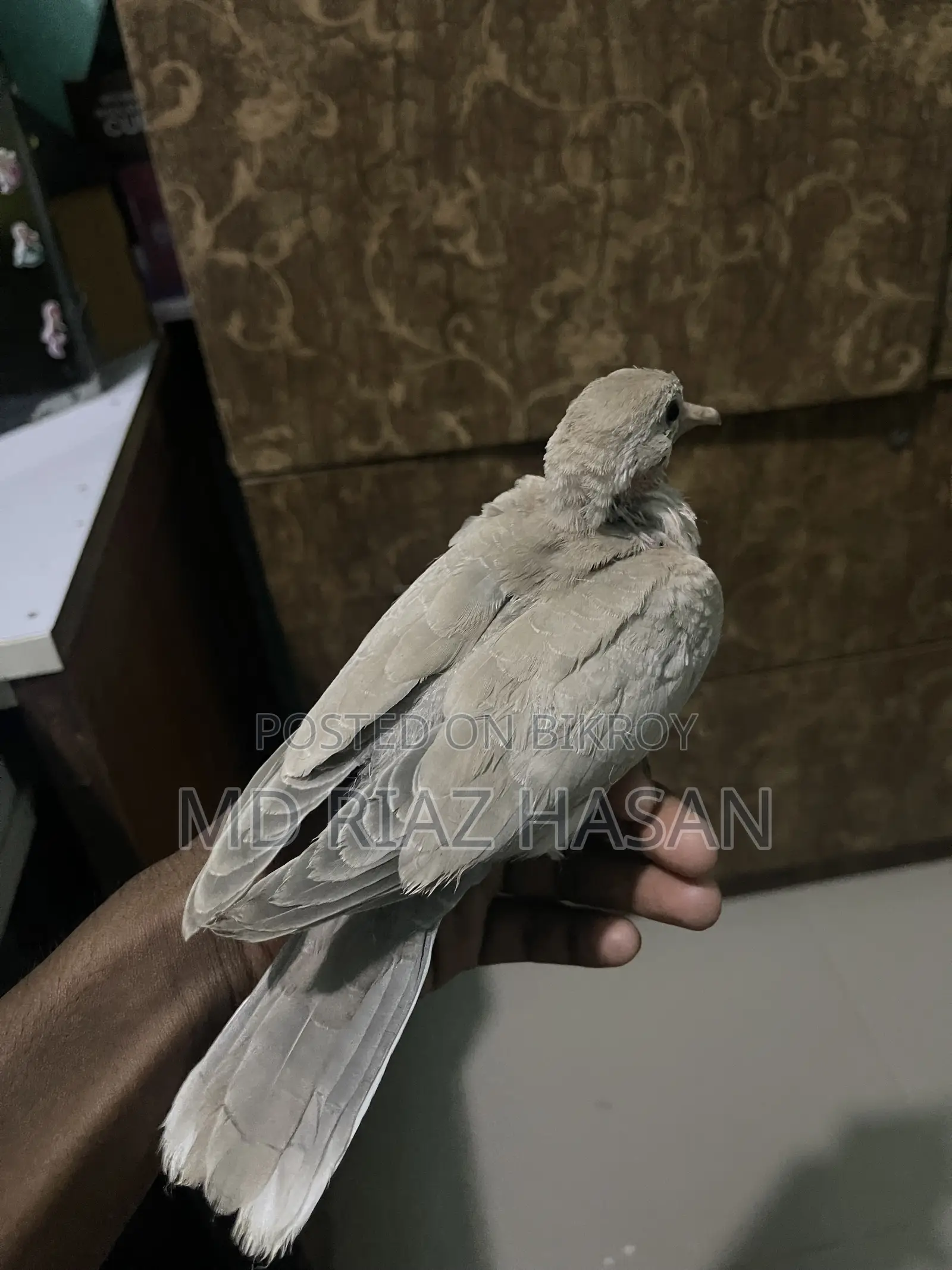 Australian Dove Baby