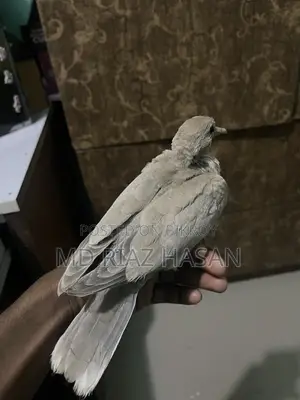 Australian Dove Baby