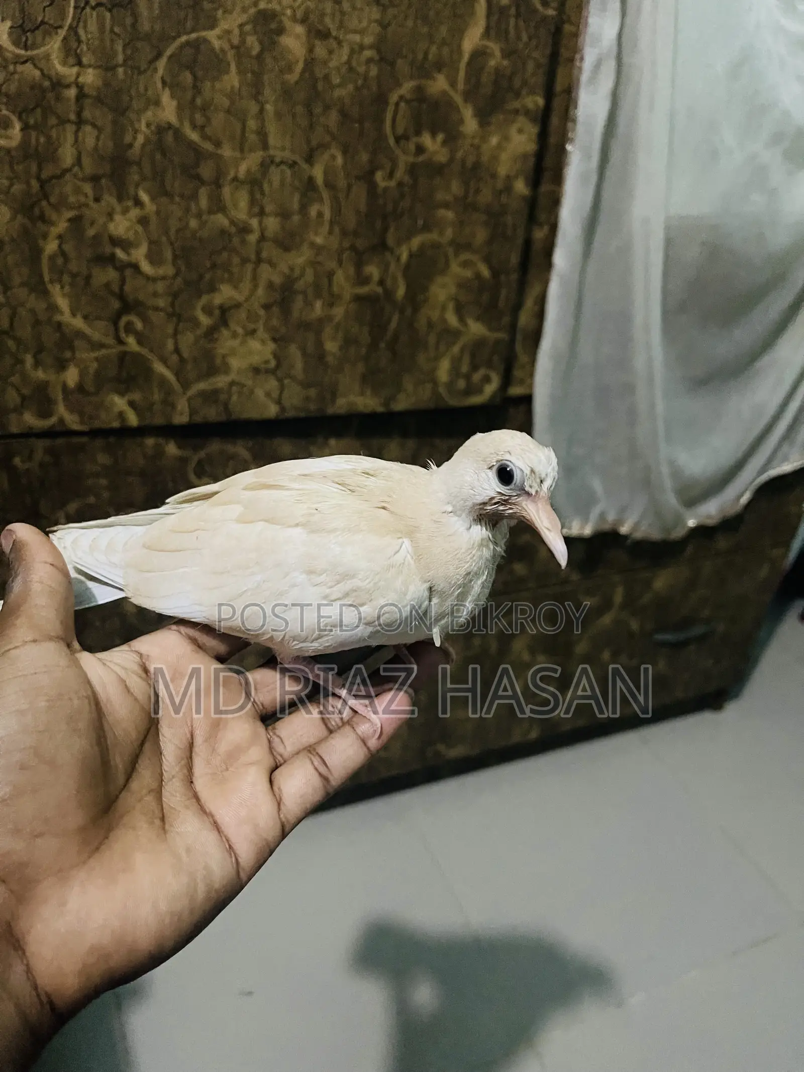 Australian Dove Baby