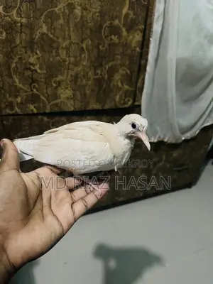 Australian Dove Baby