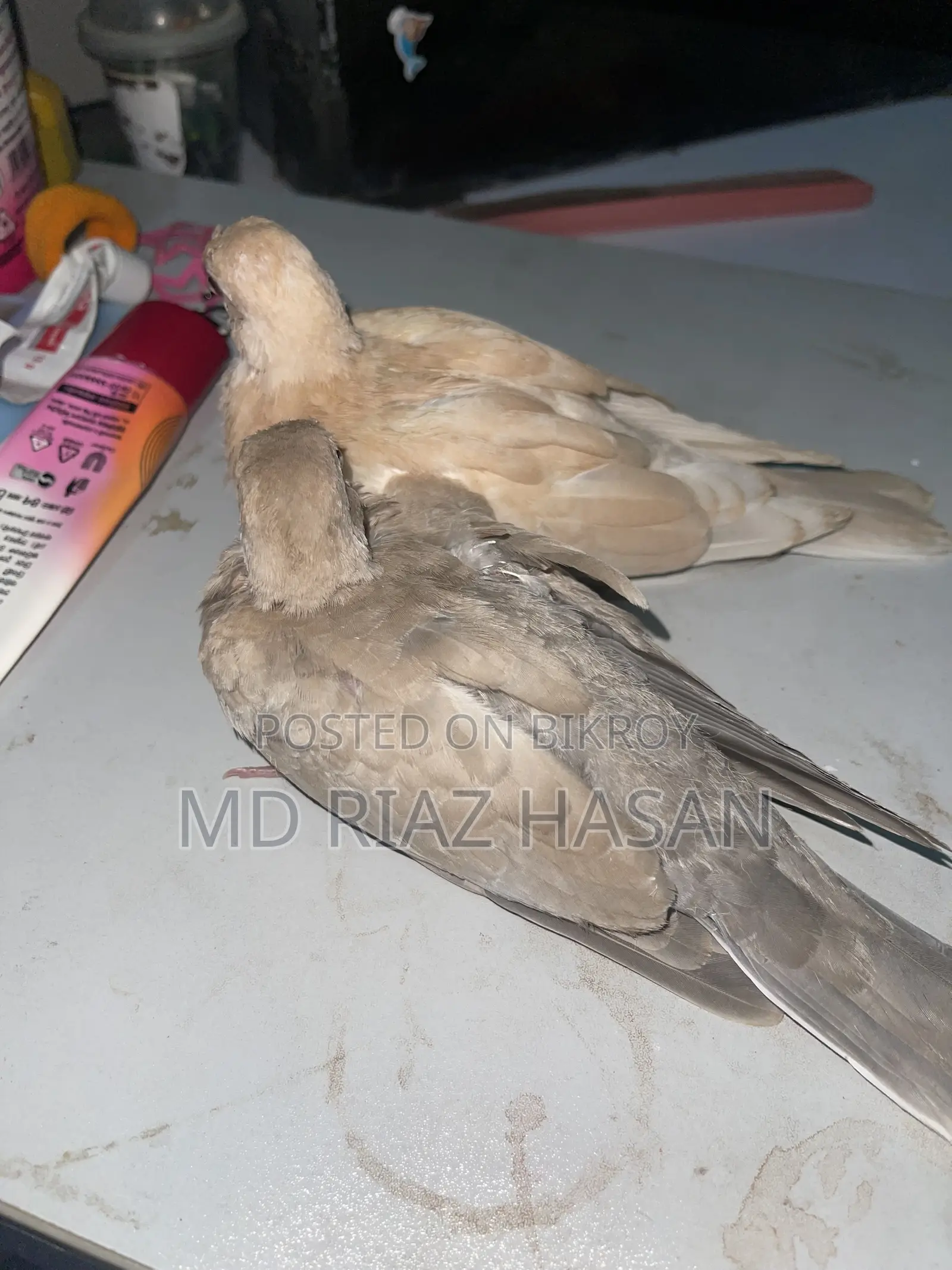 Australian Dove Baby