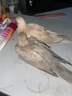Australian Dove Baby