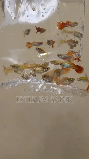১০ + জাতের গাপ্পি মাছ।