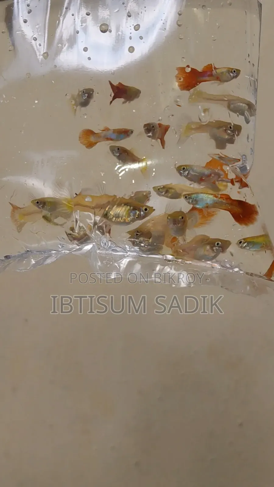 ১০ + জাতের গাপ্পি মাছ।