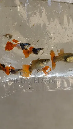 ১০ + জাতের গাপ্পি মাছ।