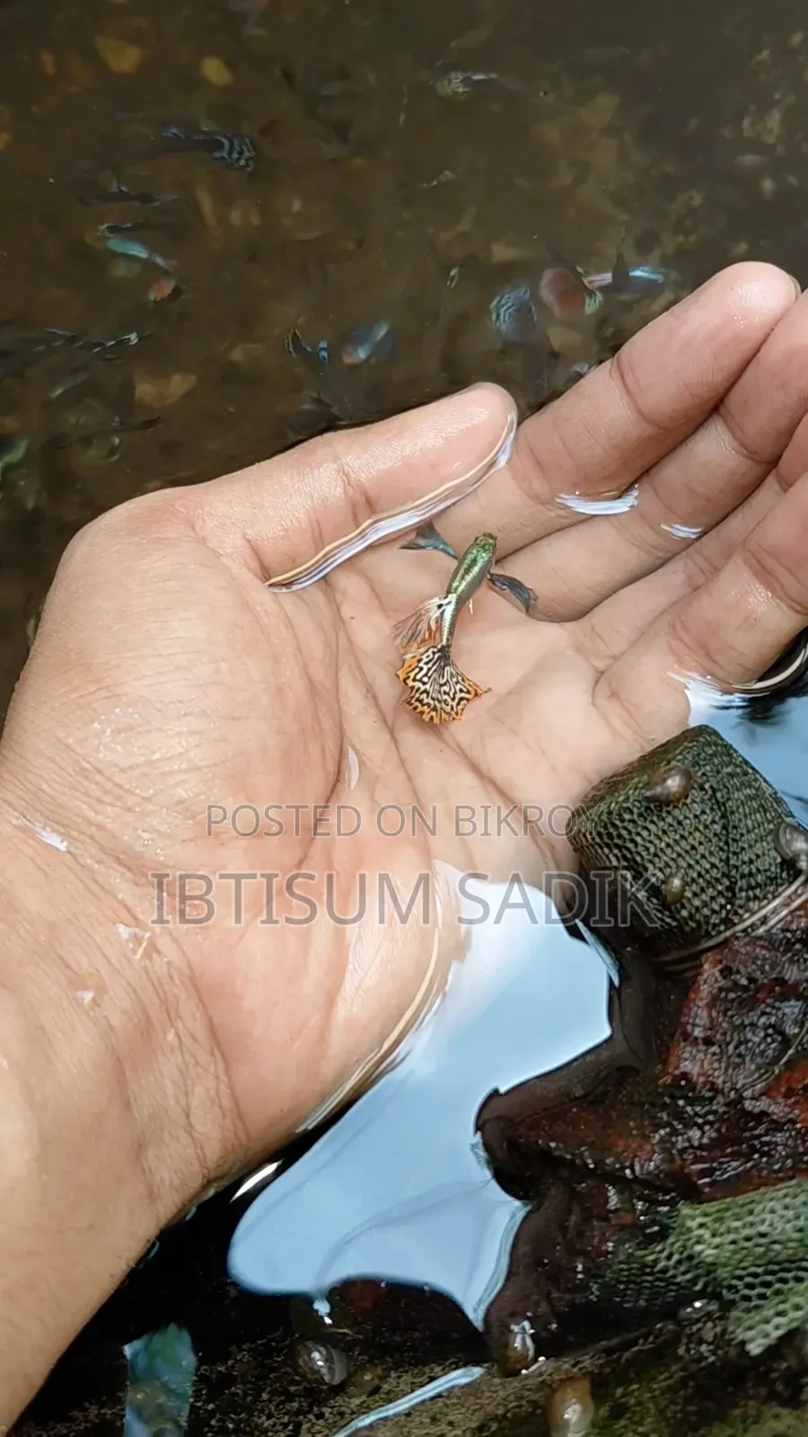 ১০ + জাতের গাপ্পি মাছ।