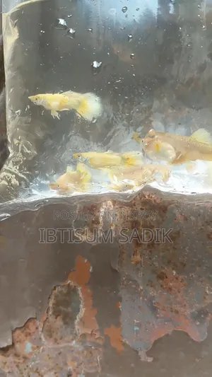 ১০ + জাতের গাপ্পি মাছ।