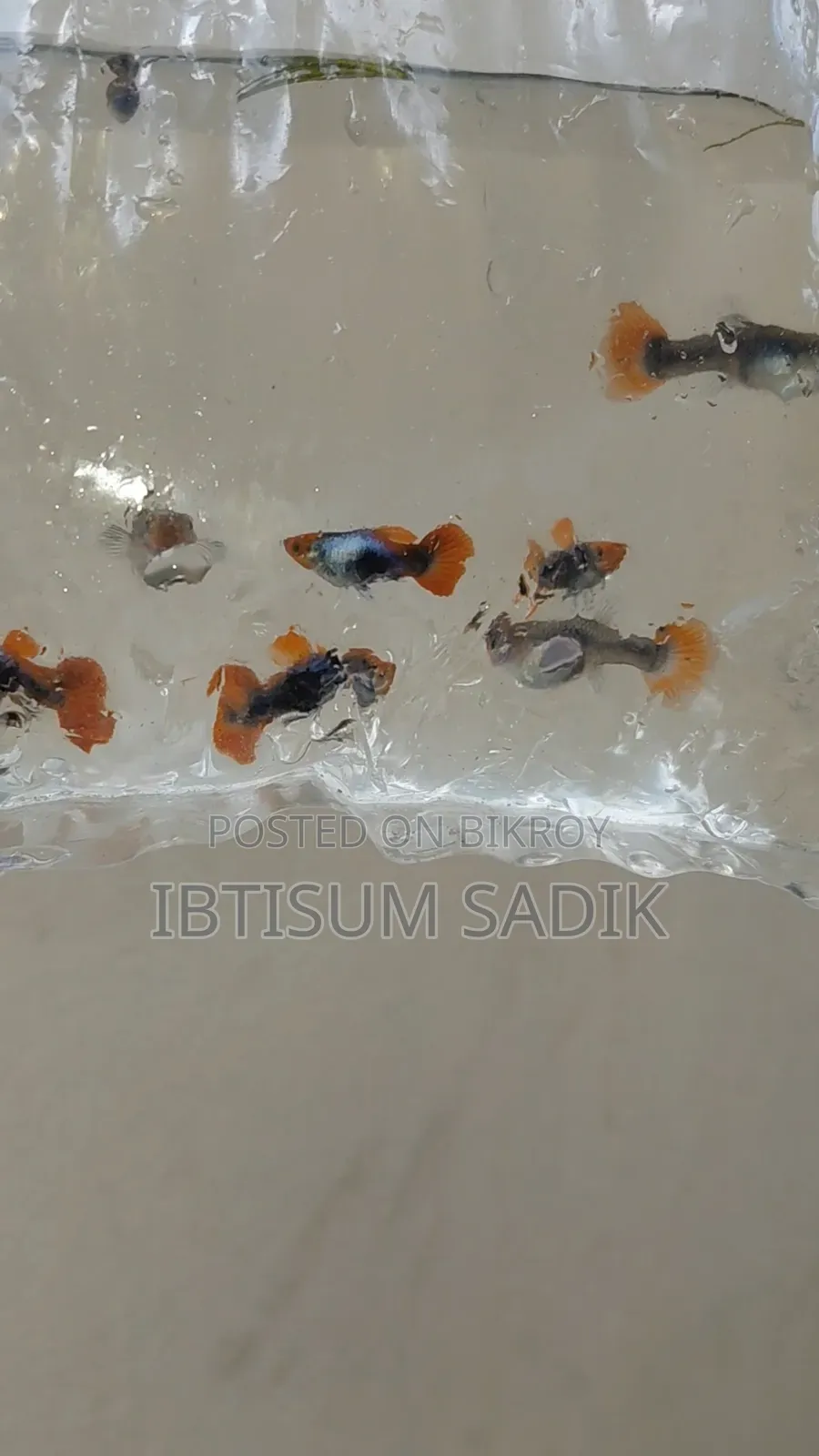 ১০ + জাতের গাপ্পি মাছ।