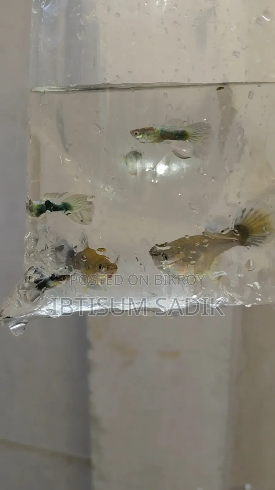 ১০ + জাতের গাপ্পি মাছ।