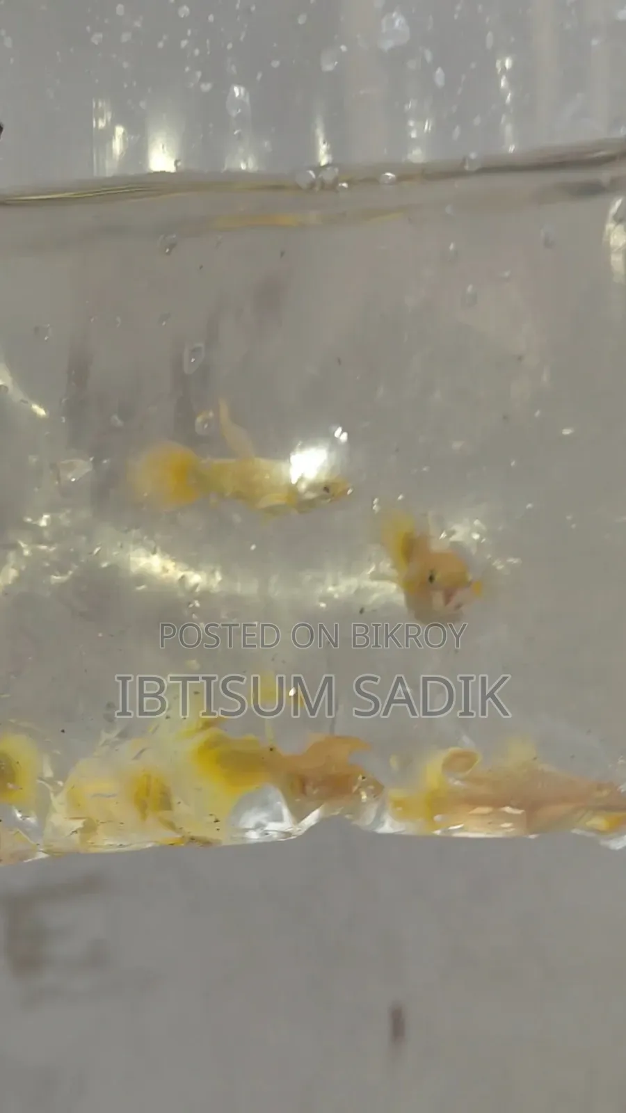১০ + জাতের গাপ্পি মাছ।