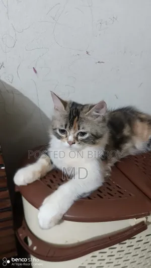 3-6 months Female Purebred Persian