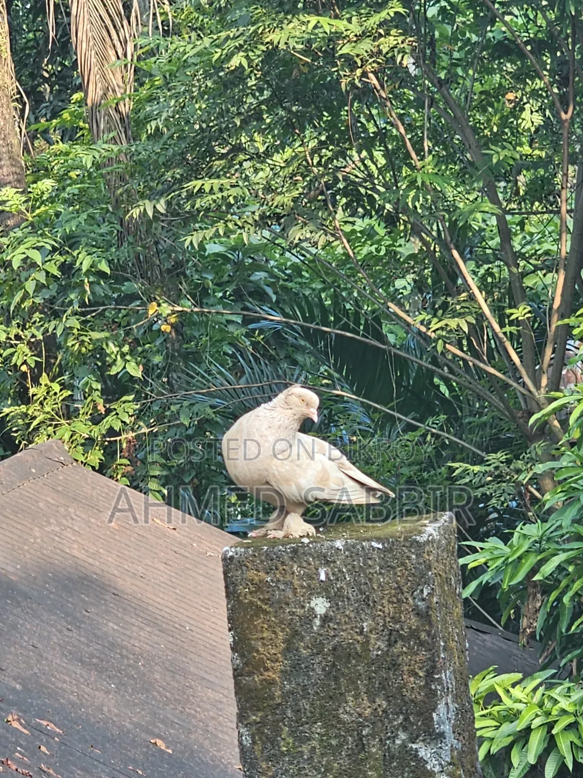 গিয়া বোম্বাই মাদি